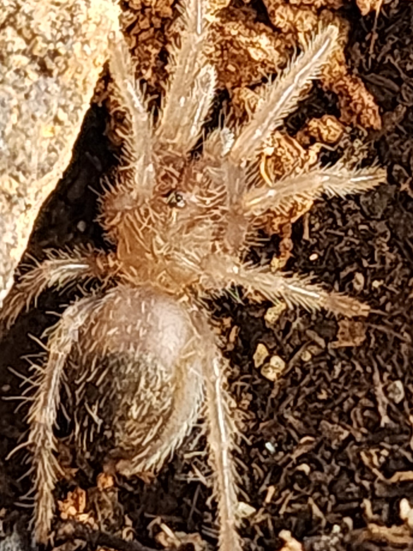 T.albopilosus sling