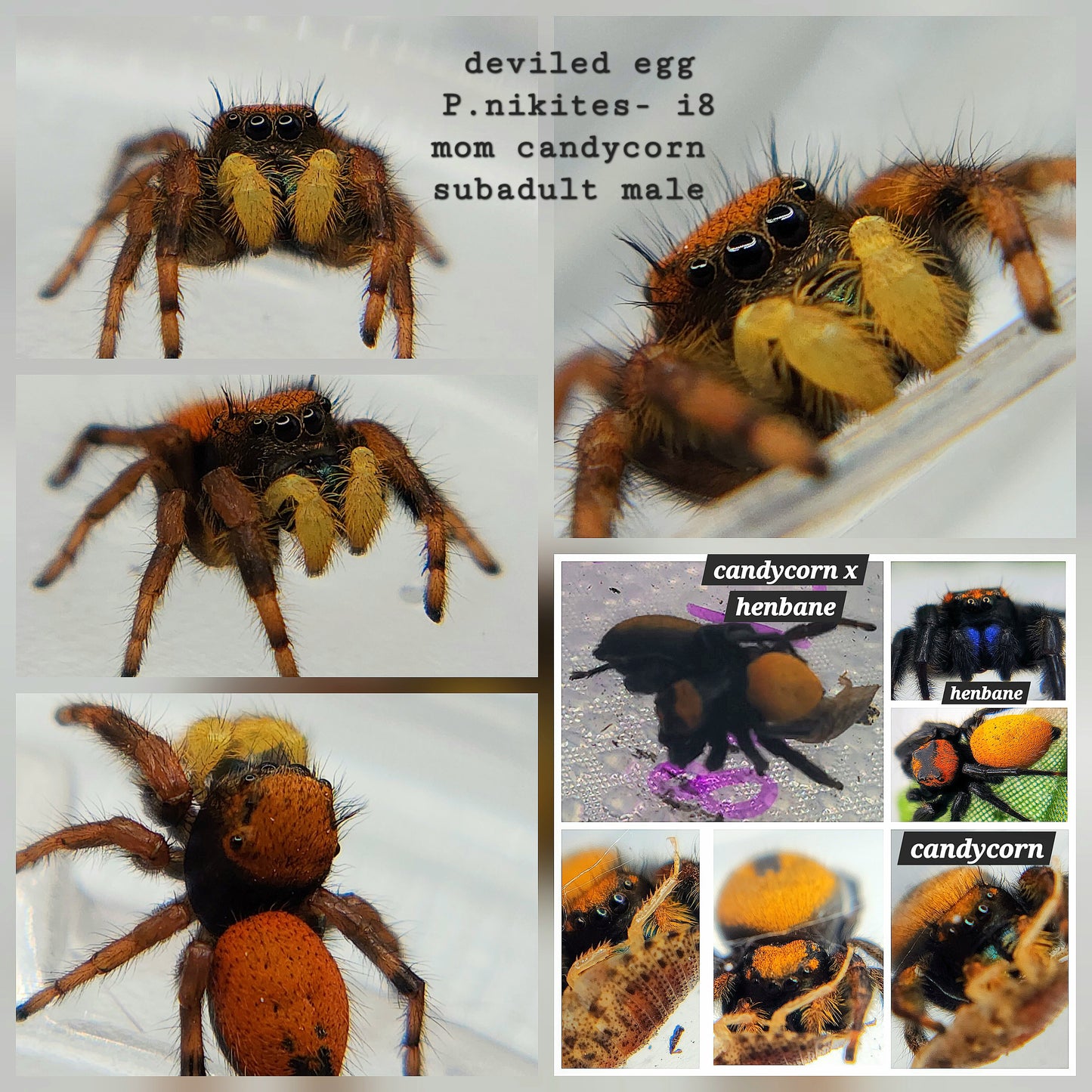 NIKITES AUCTION (EXACT SPOOD)