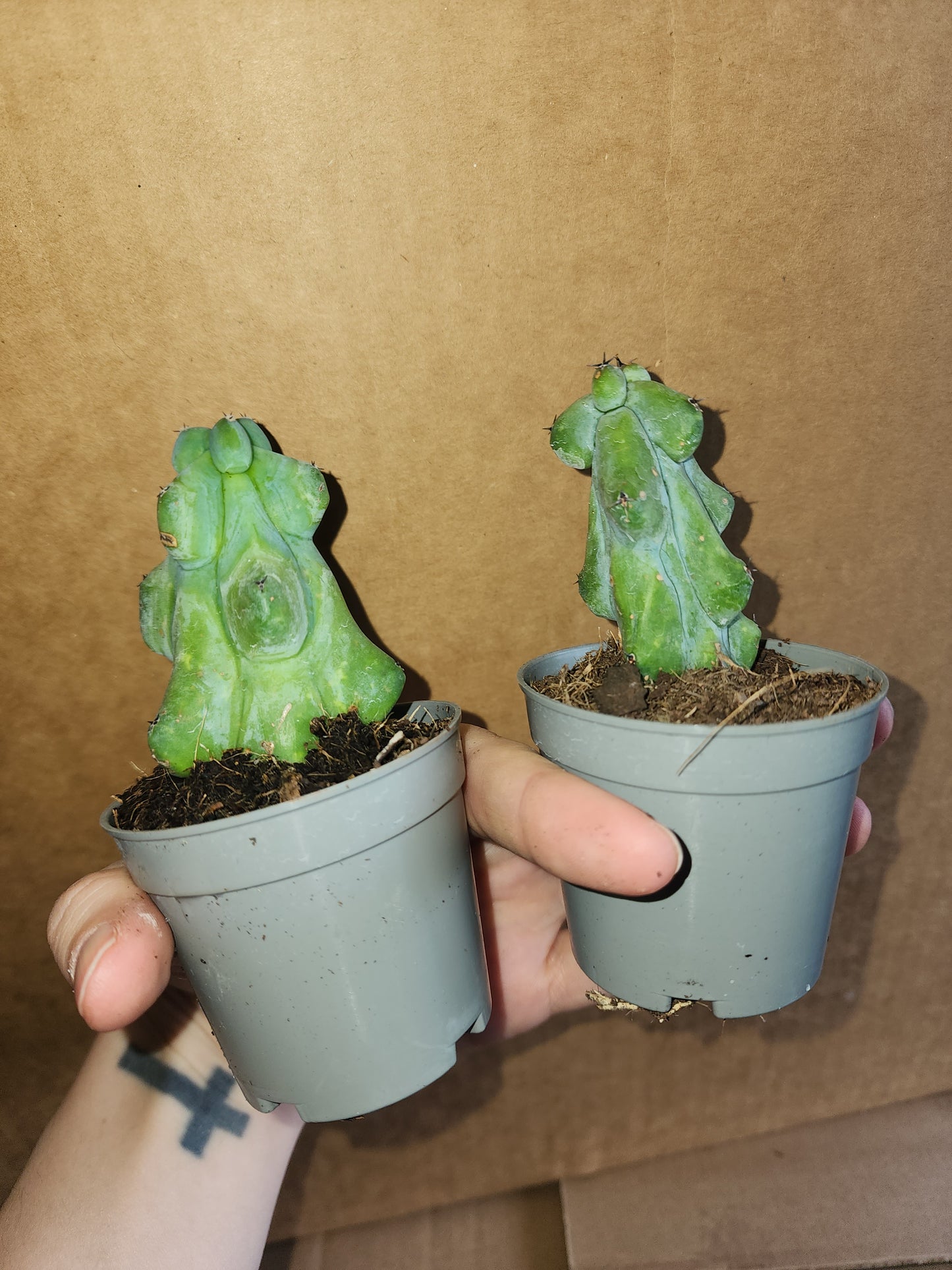 BOOBIE CACTUS (1 ONLY)