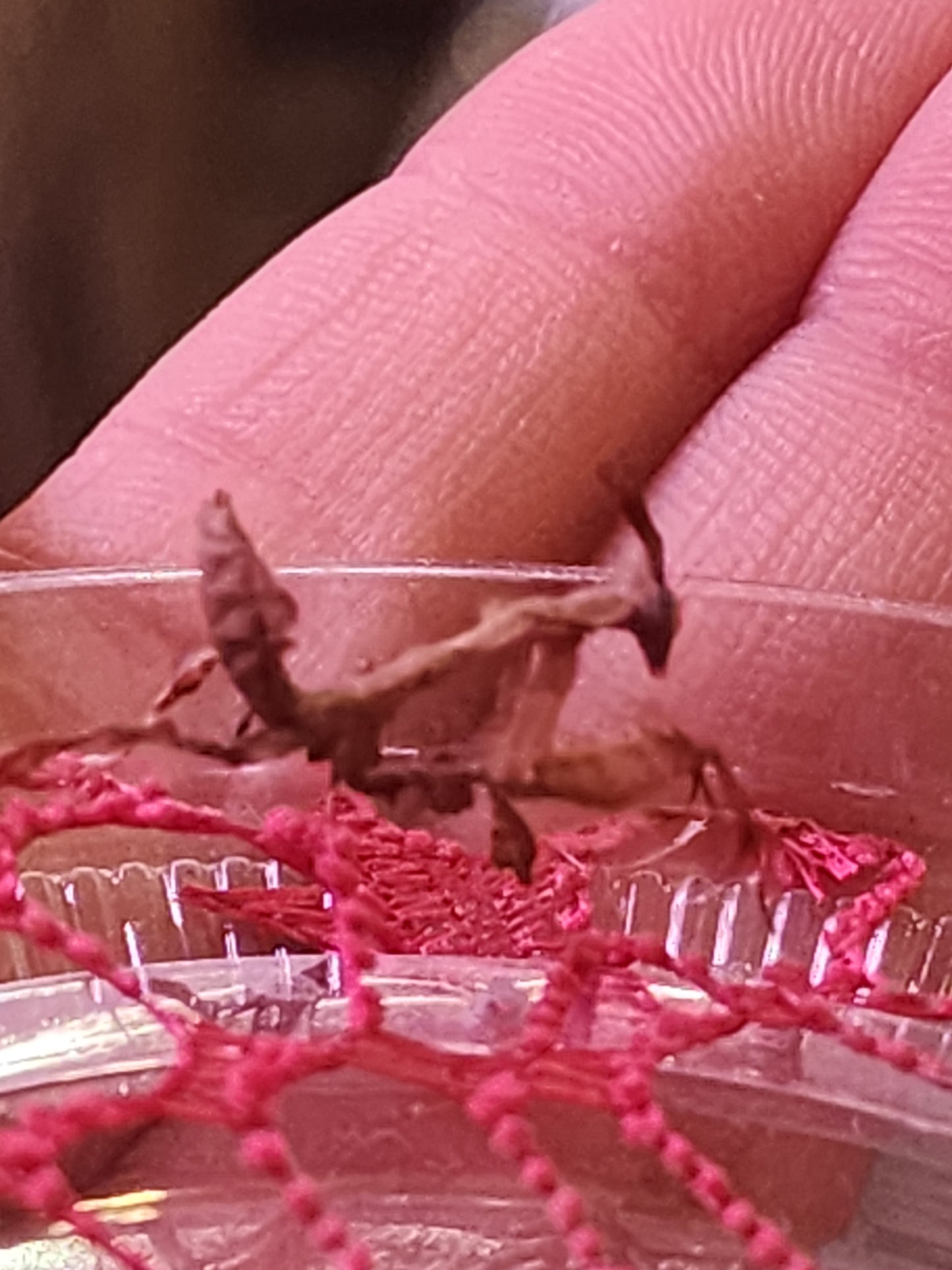 Female Ghost Mantis
