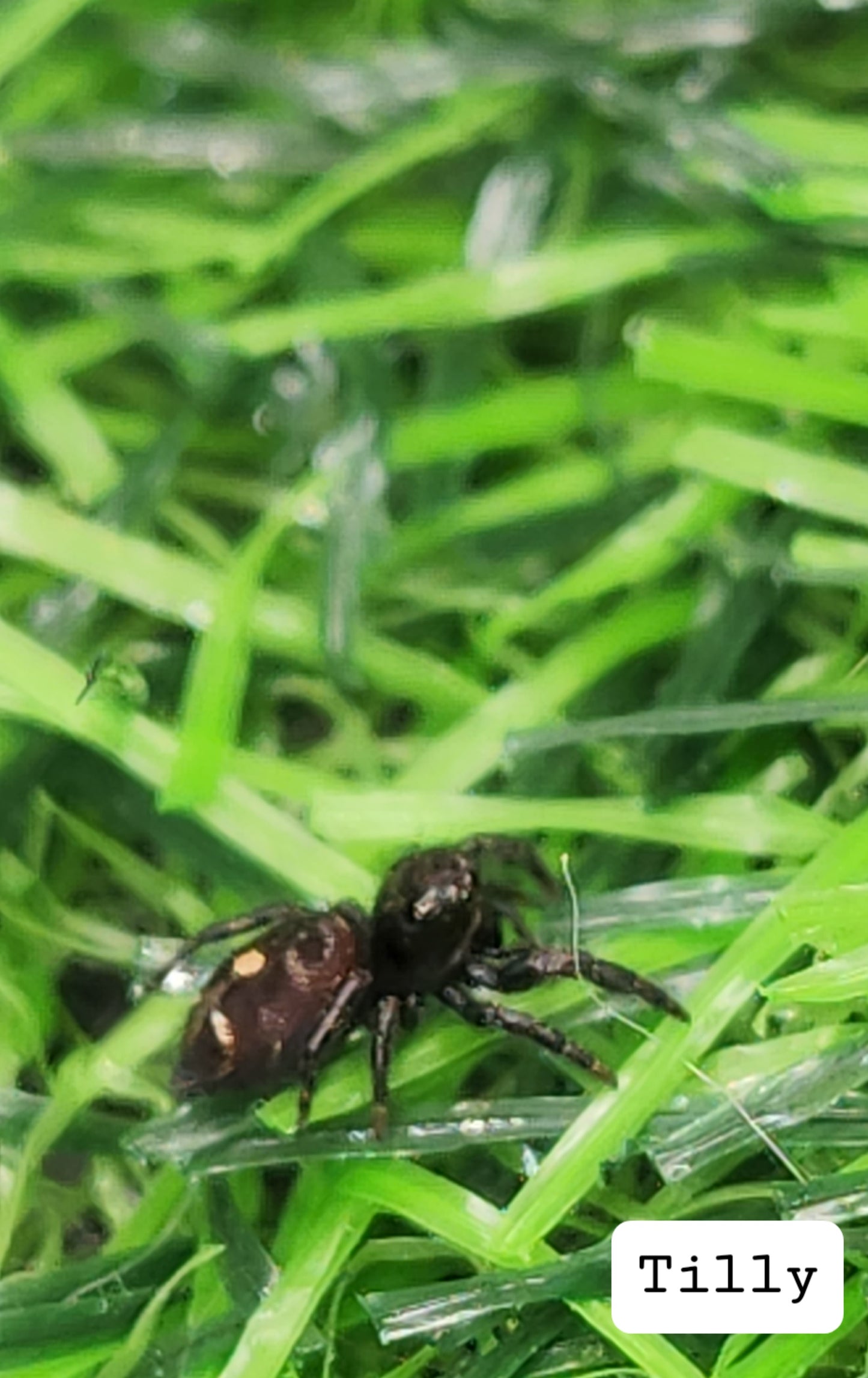 Tilly Phidippus Audax