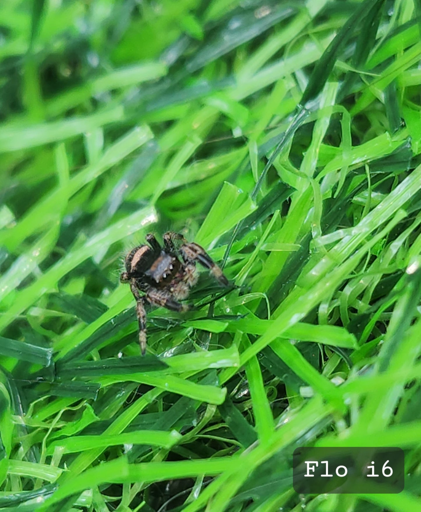 Flo- Phidippus Reguis Female