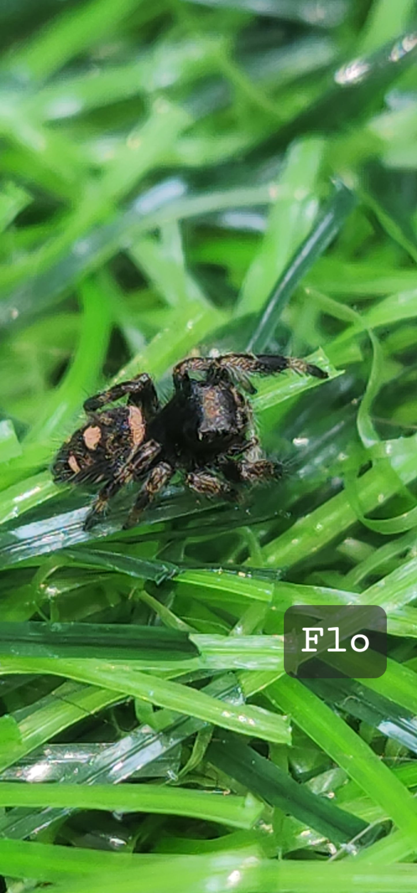 Flo- Phidippus Reguis Female