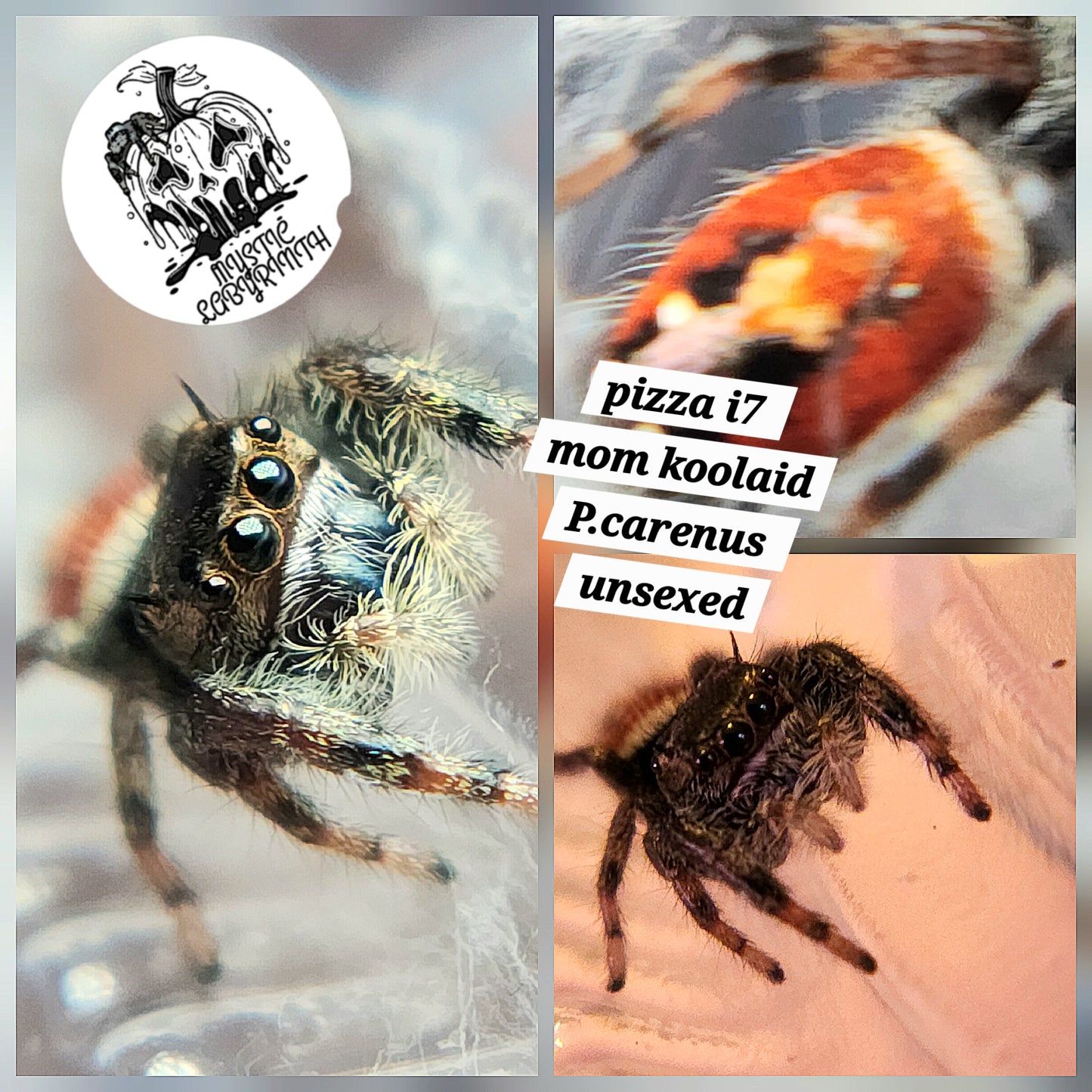 Pizza- P.carneus