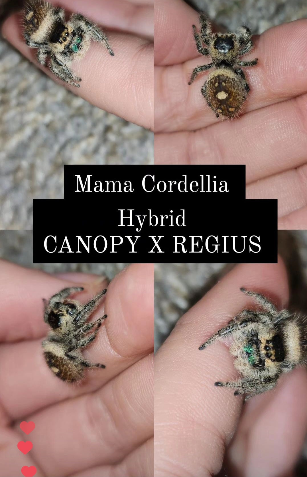 Flo- Phidippus Reguis Female