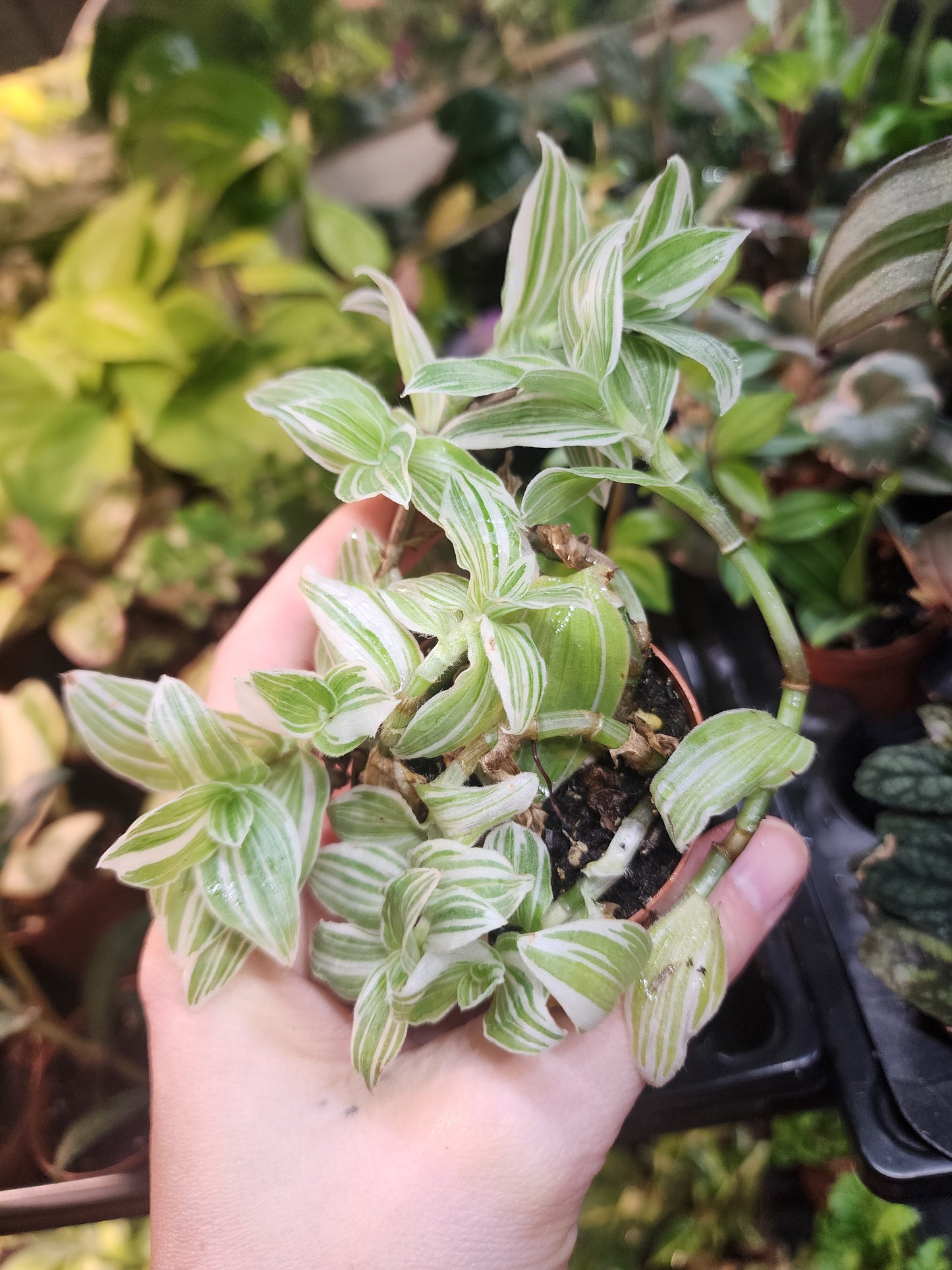 Tradescantia sp.