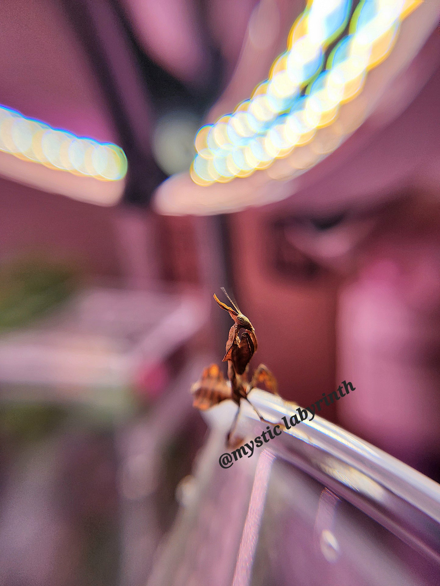Phyllocrania paradoxa- Ghost mantis