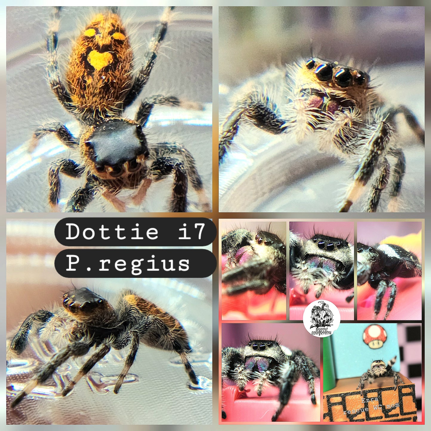 Dottie