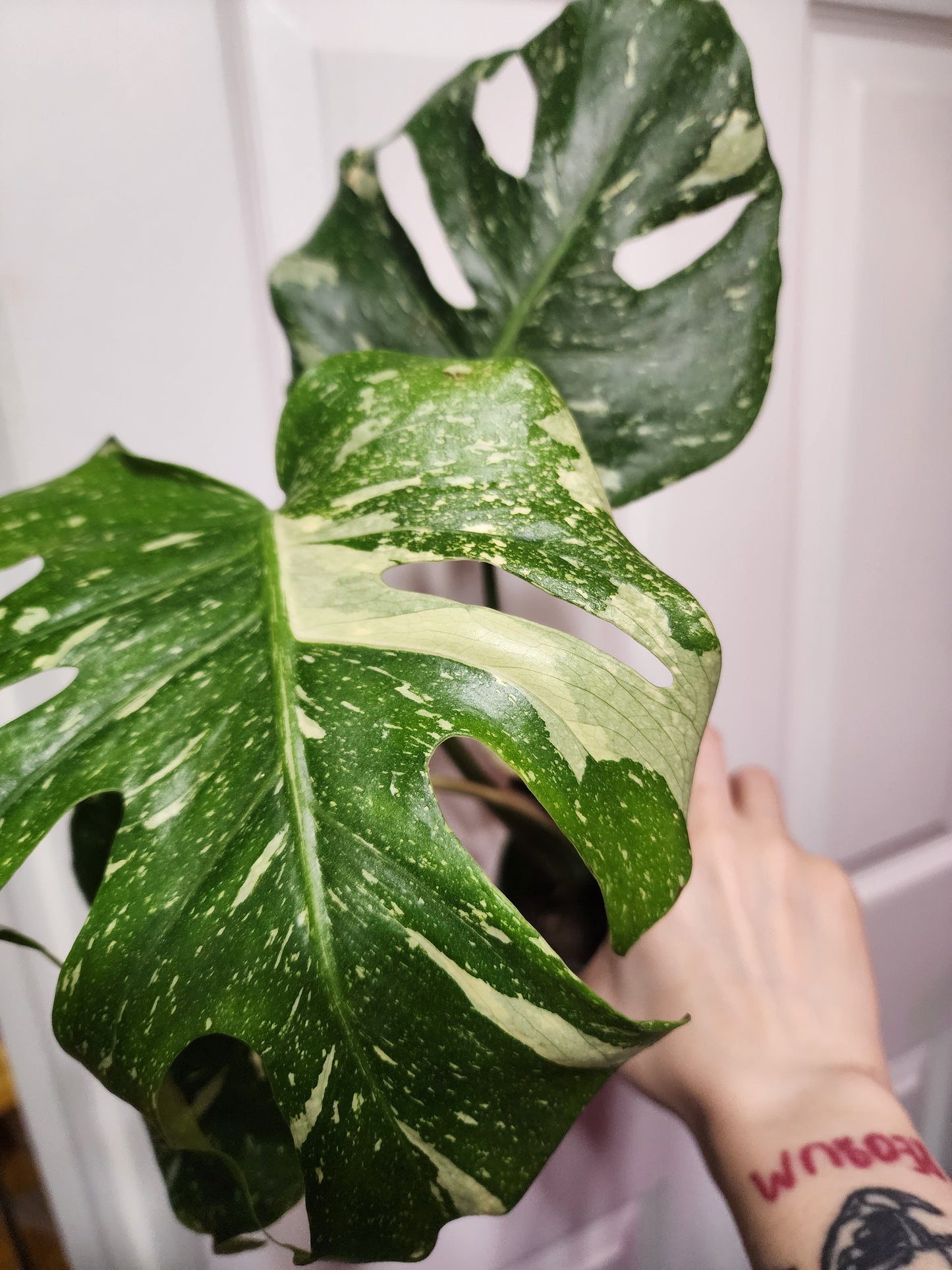 Thai Constellation 001 (exact plant)