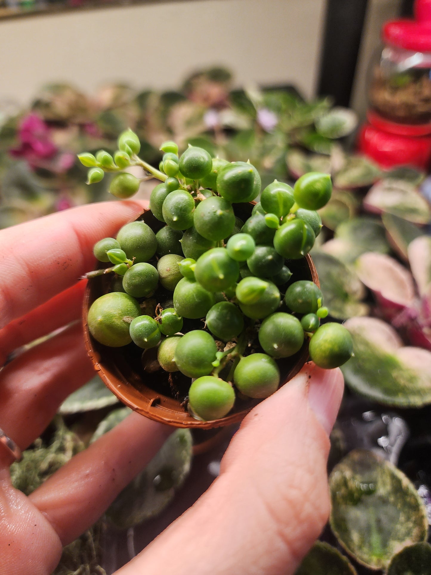 String of pearls