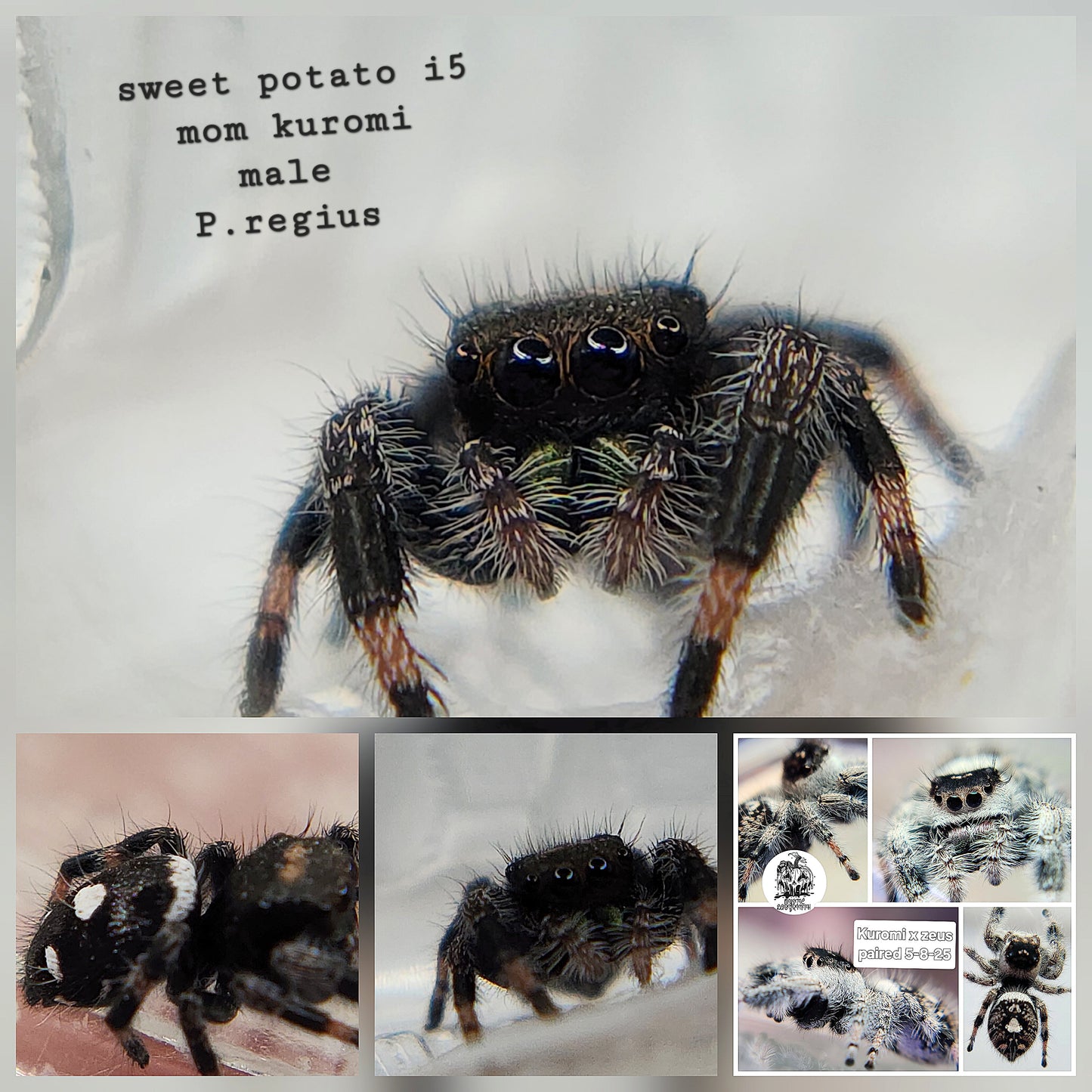 Sweet potato- P.regius