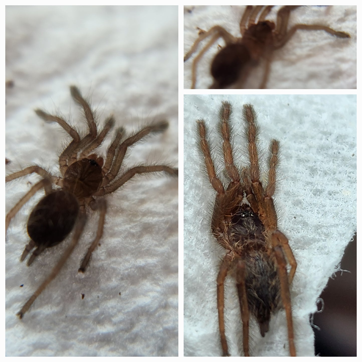 Tapinauchenius rasti (Carribean Diamond) .5-1"
