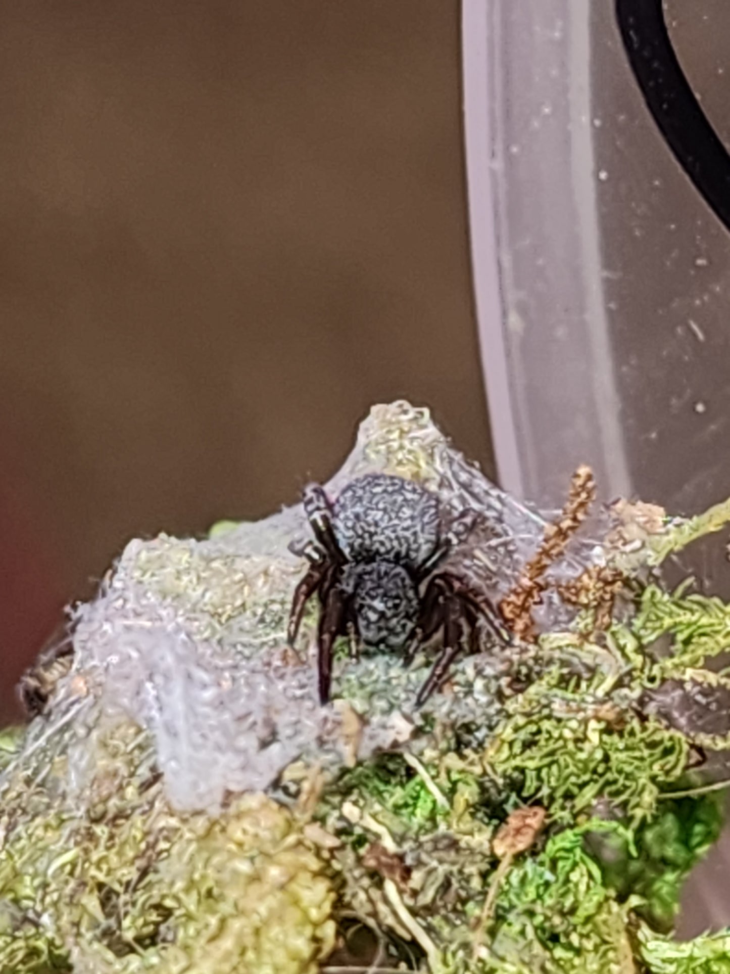 Eresus bouarfa sp.