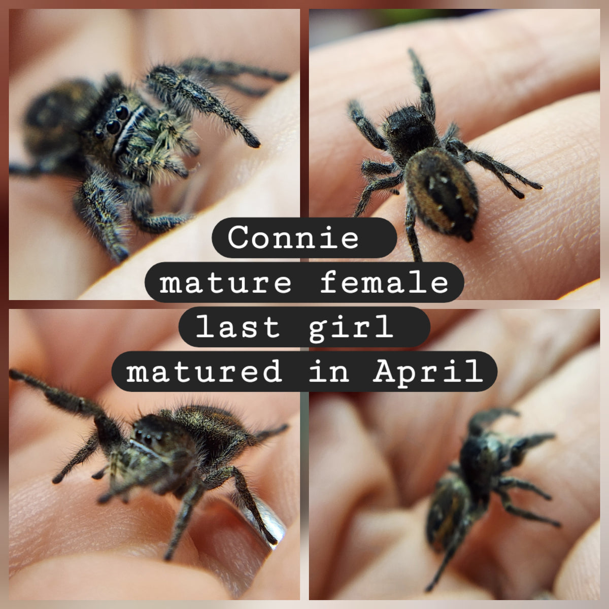 Connie- Mature Phidippus borealis female