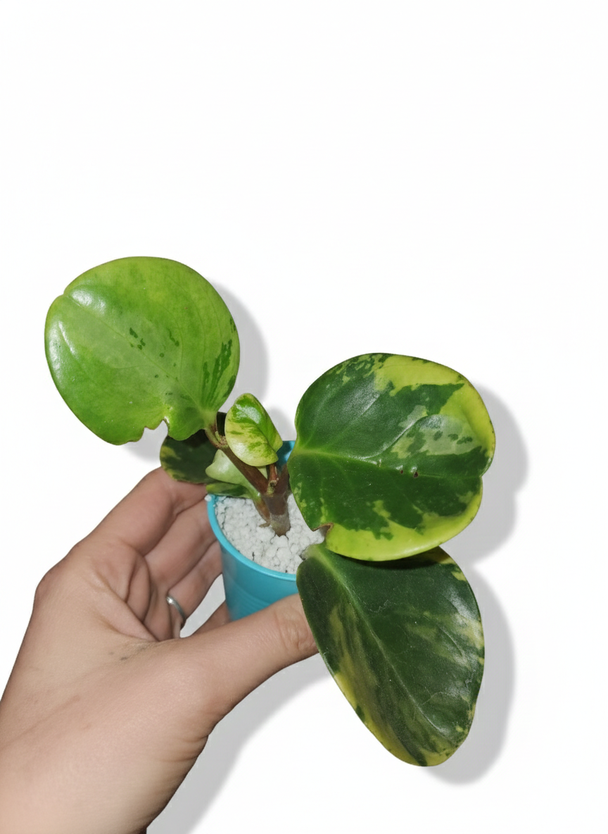 Variegated Peperomia obtusifolia