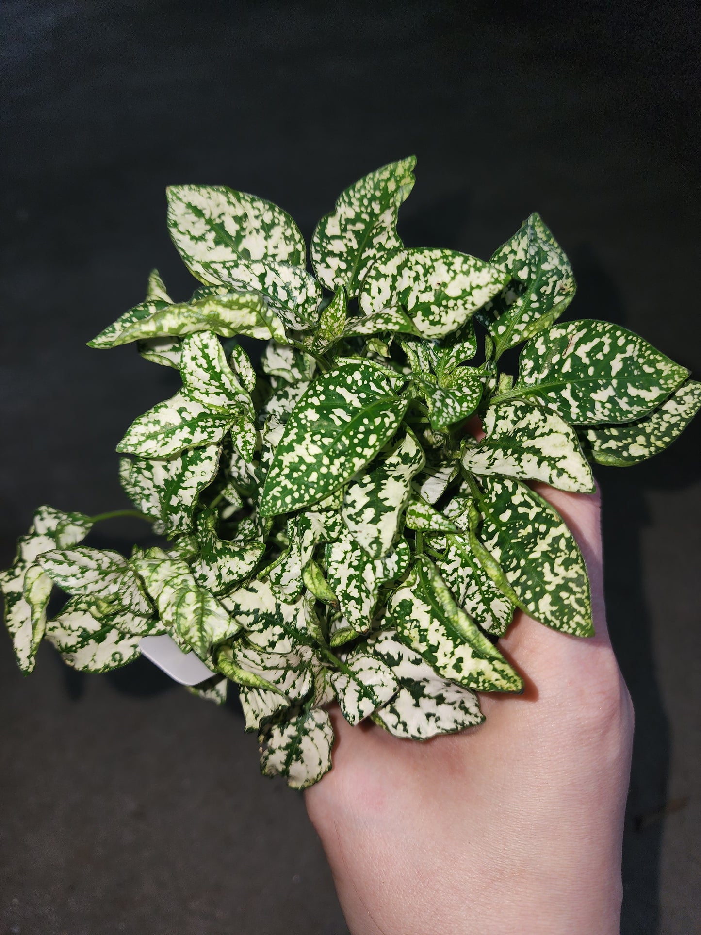 White Poka Dot Plant (Hypoestes phyllostachya)