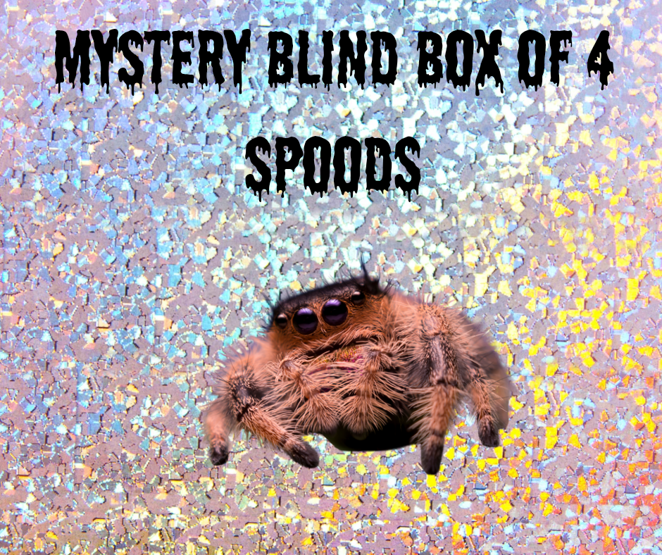 Mystery Spider blind box