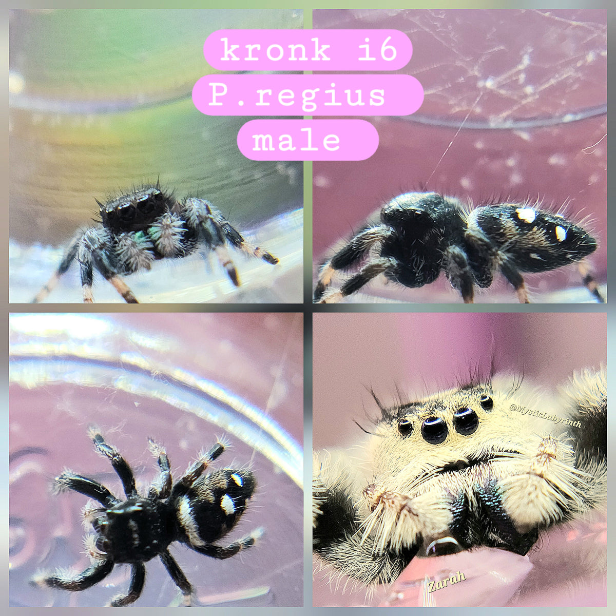 Kronk (white recessive traits)