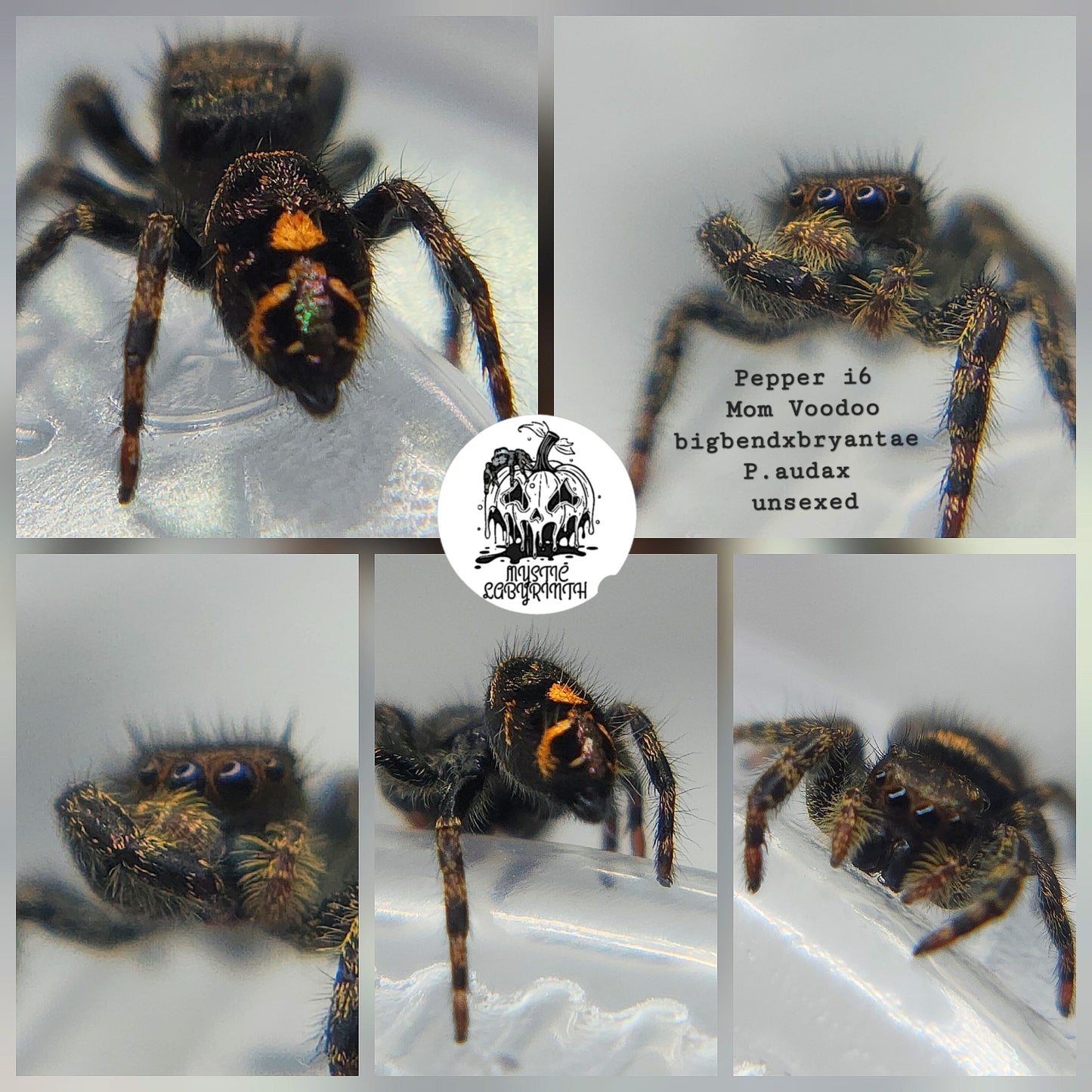 Pepper- P.audax (bigbendxbryantae)