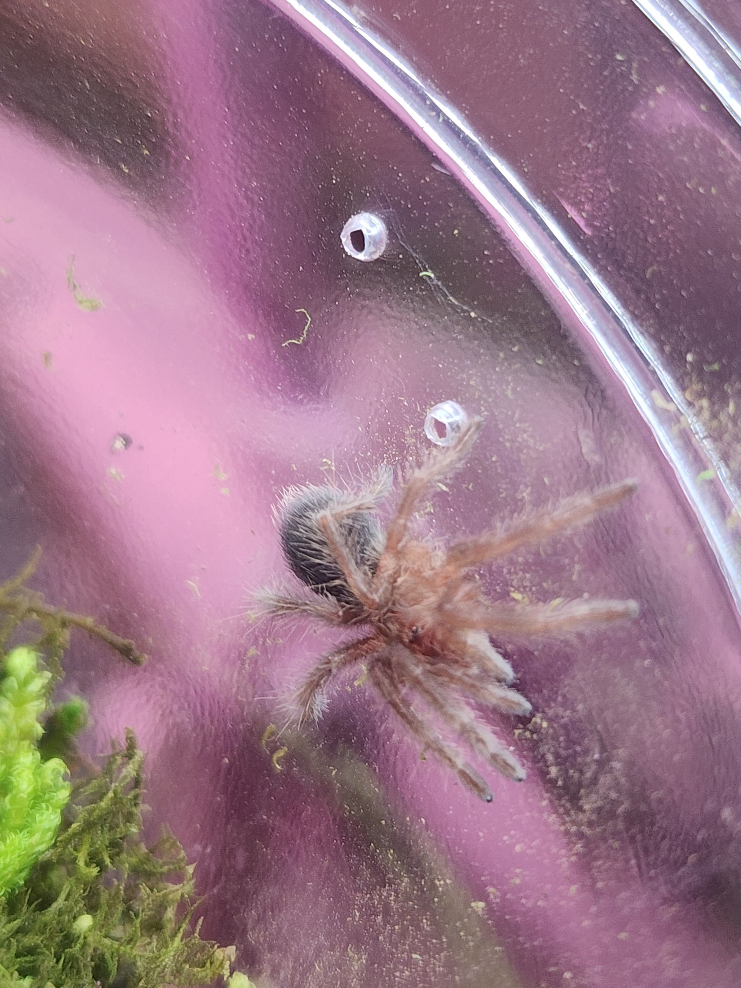 Grammostola quirogai (Uruguayan Black Beauty 1-2"