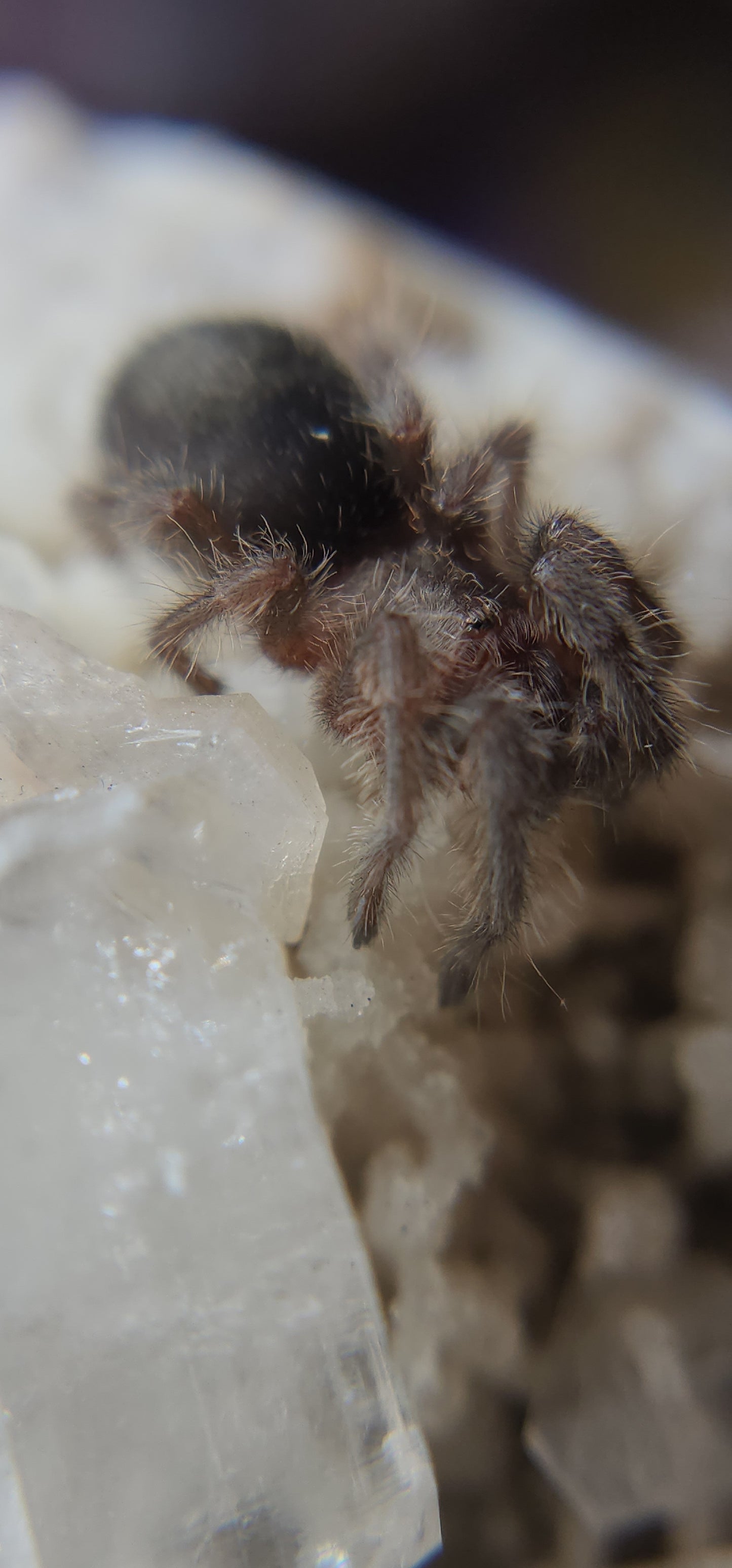 Grammostola quirogai (Uruguayan Black Beauty 1-2"