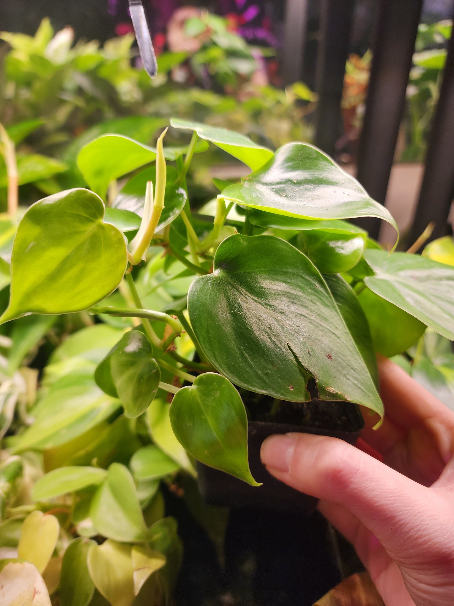 Philodendron hederaceum ( variegated or non avail@bl3