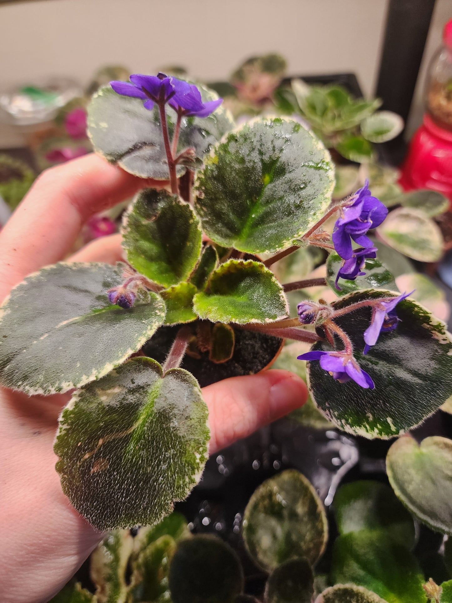 African violet (Saintpaulia)