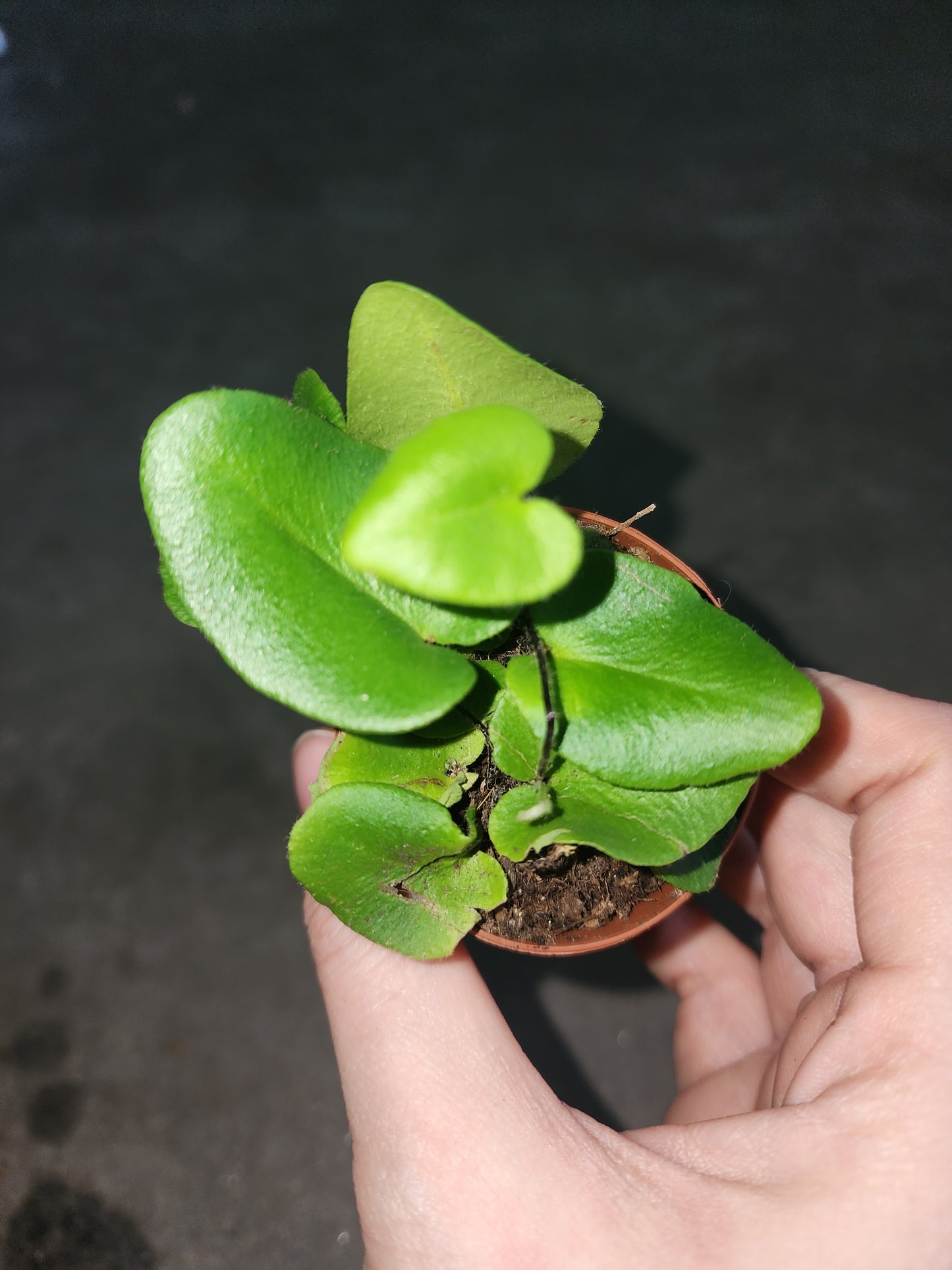 Heart Leaf Fern (Hemionitis arifolia)
