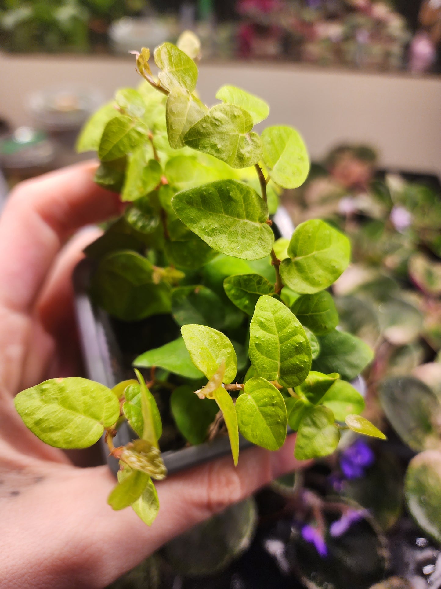 Ficus pumila