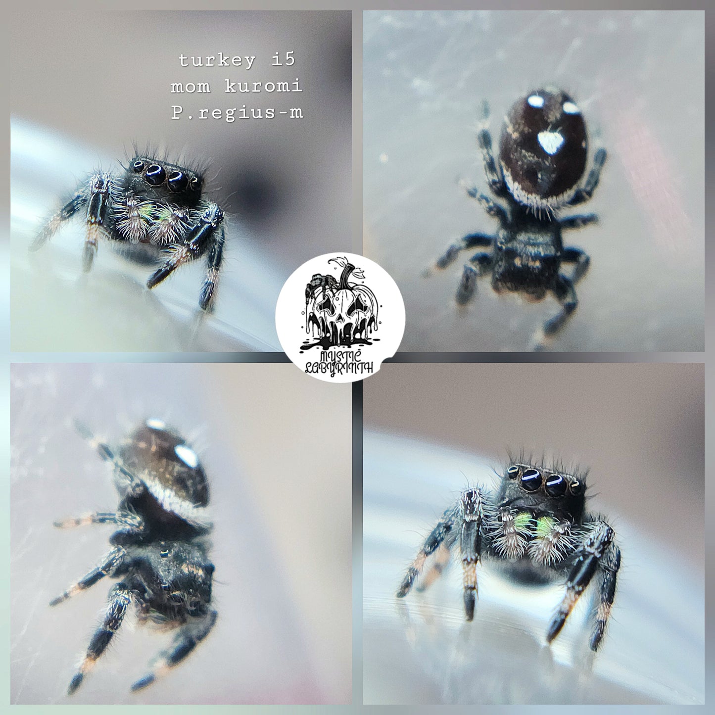 Turkey P.regius (white line)