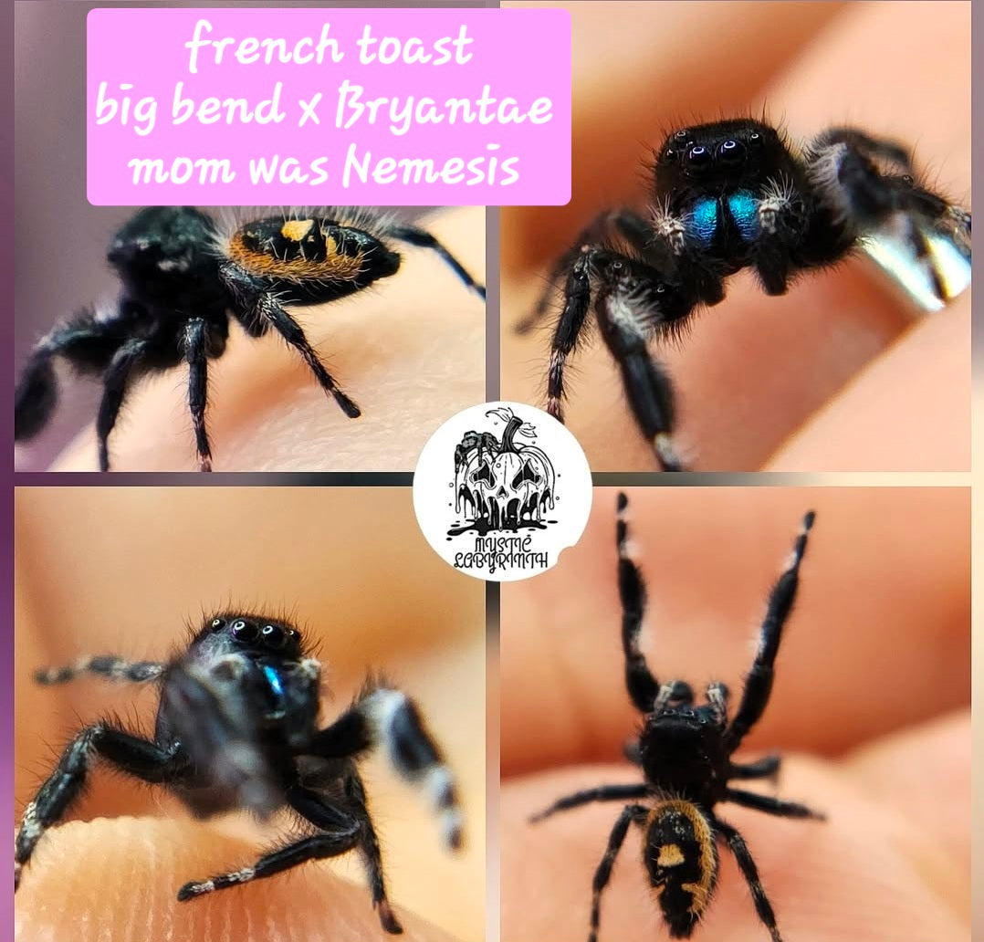Phidippus audax bundle