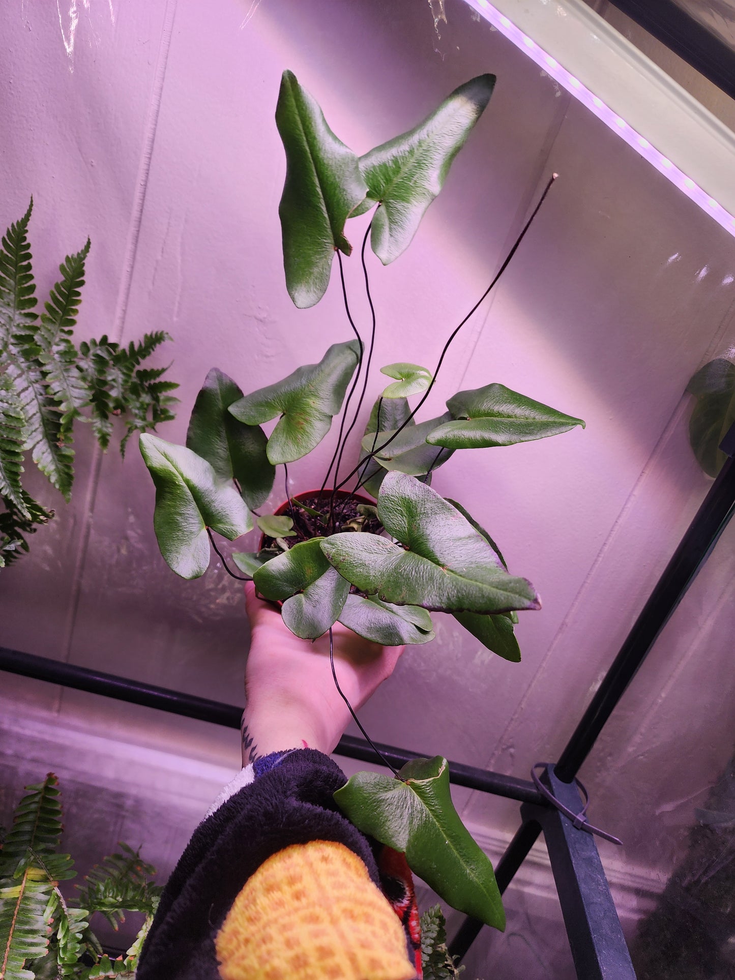 Heart Leaf Fern (Hemionitis arifolia)