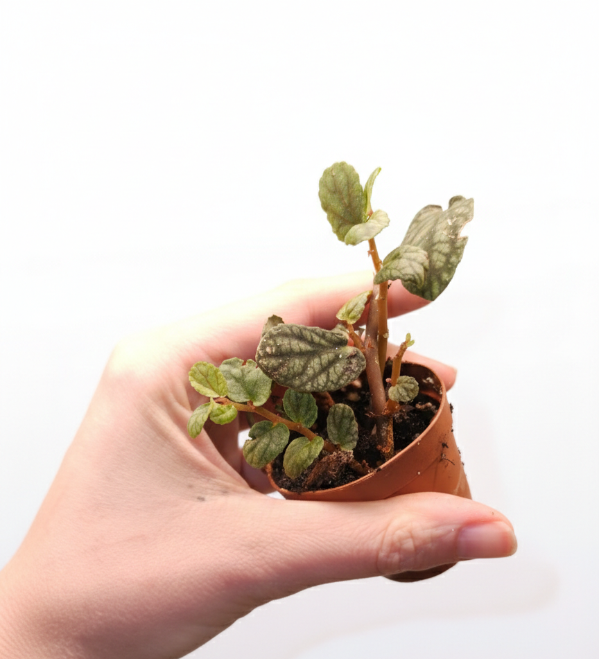 Turtle Pellionia pulchra