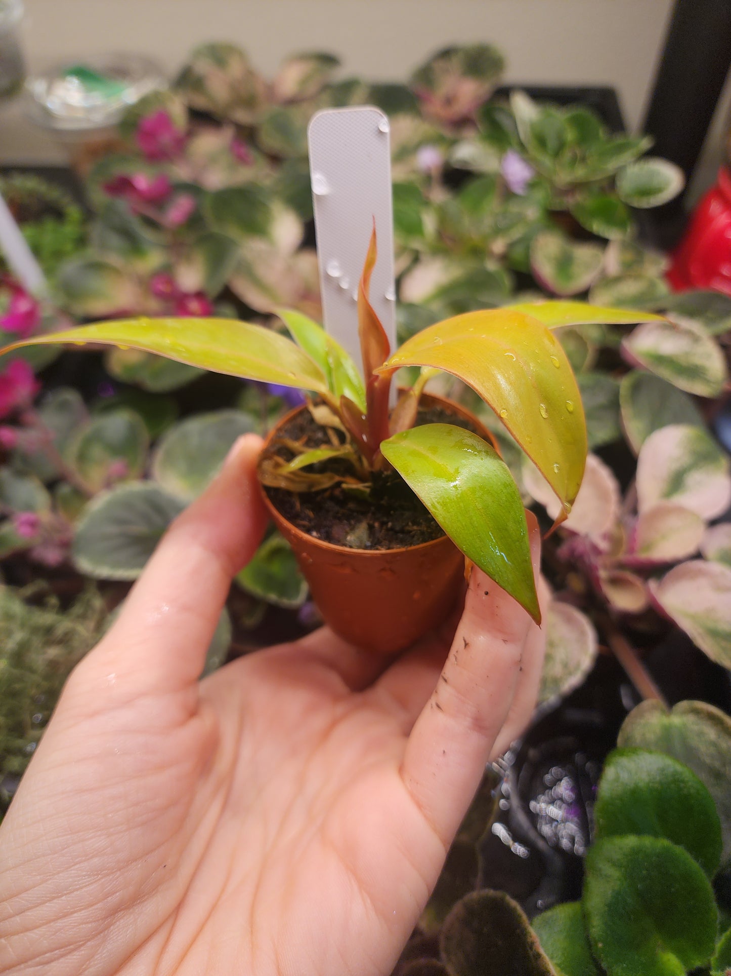 Philodendron minis