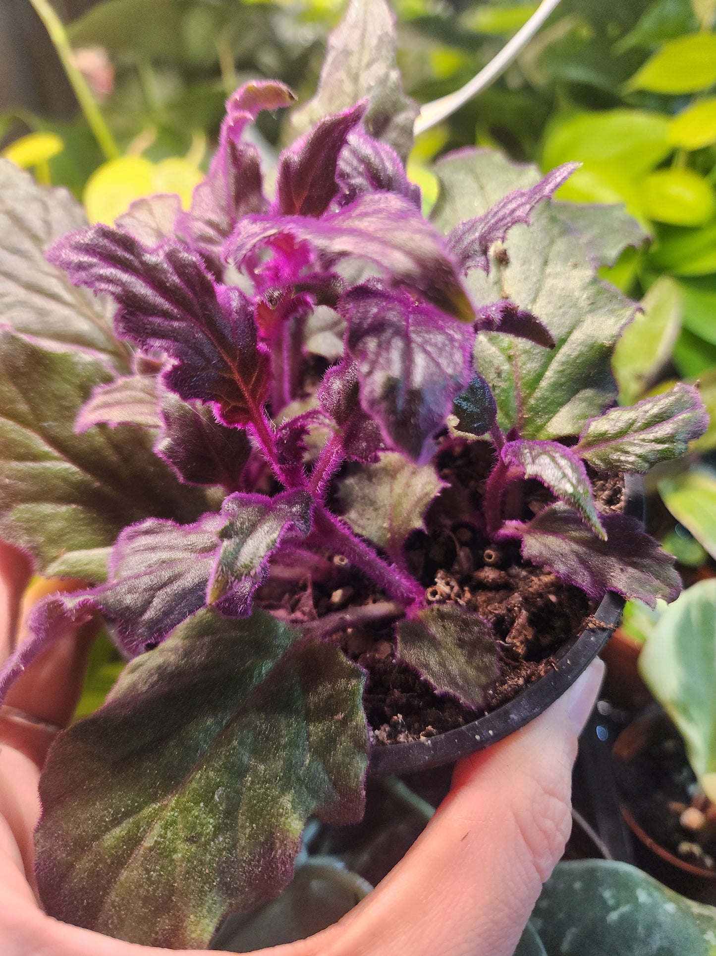 Purple passion 4inch