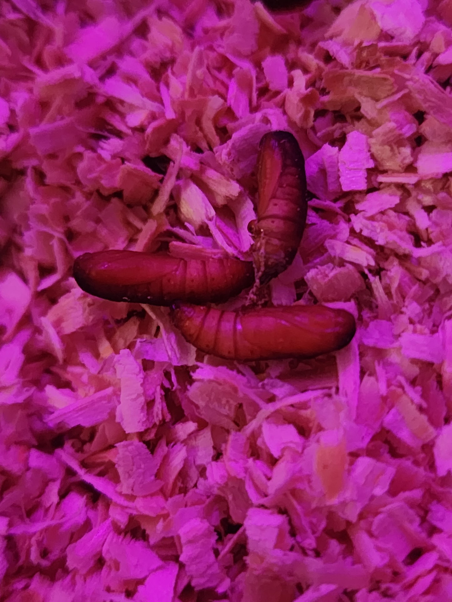 Waxworm 6ct (moths close to hatching)