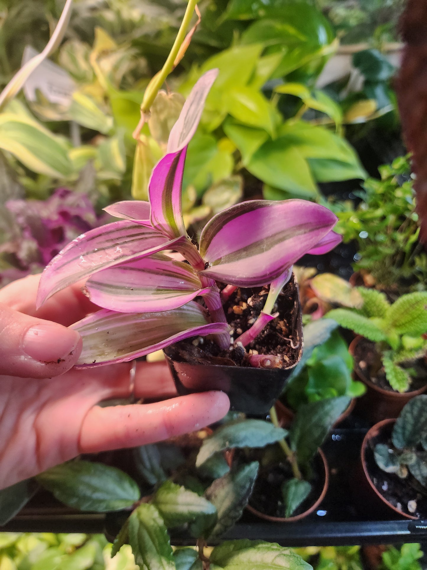 Tradescantia sp.