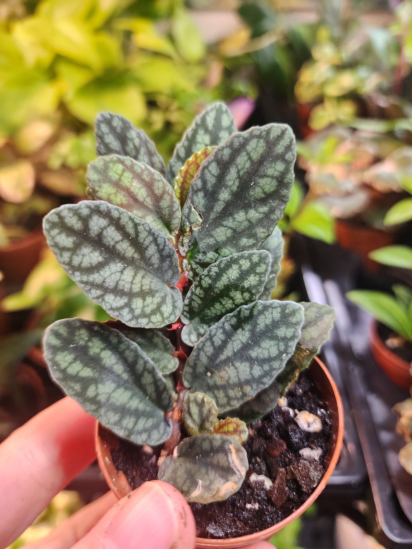 Pellionia pulchra