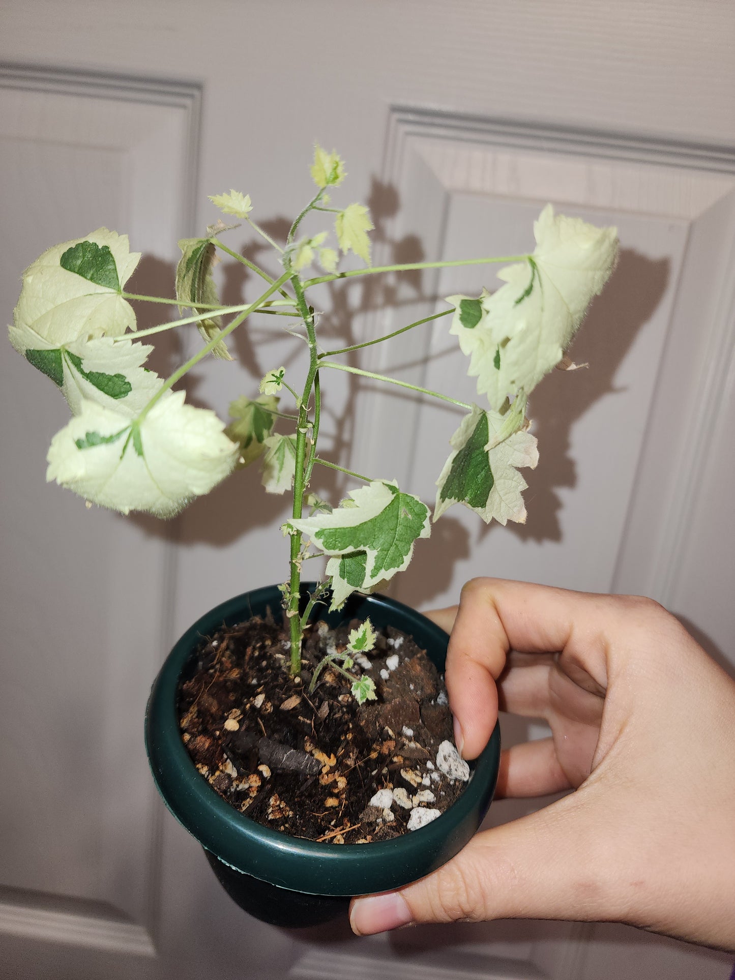 Variegated Maple Tree