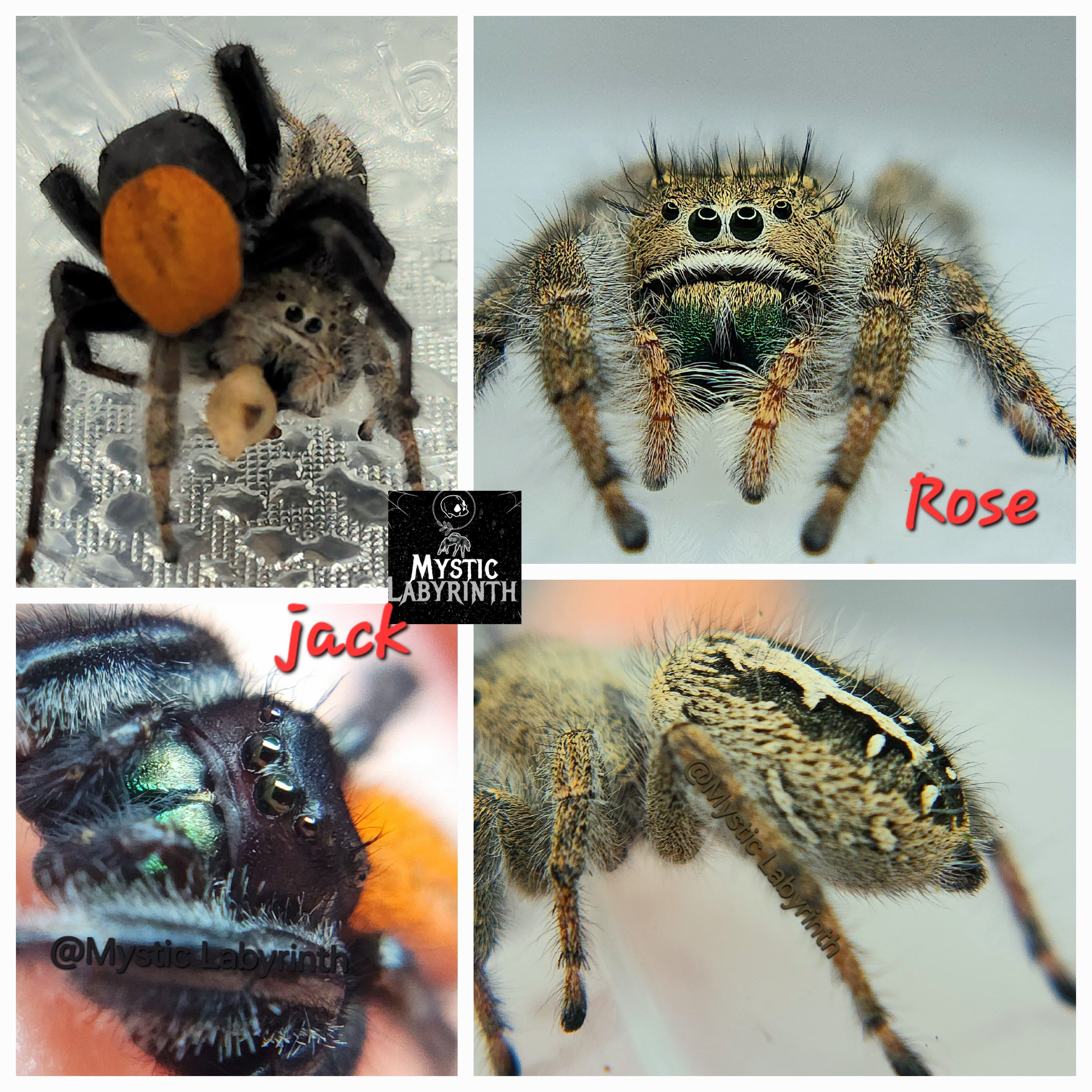 Mystic Labyrinth's jumping spiders are huge.