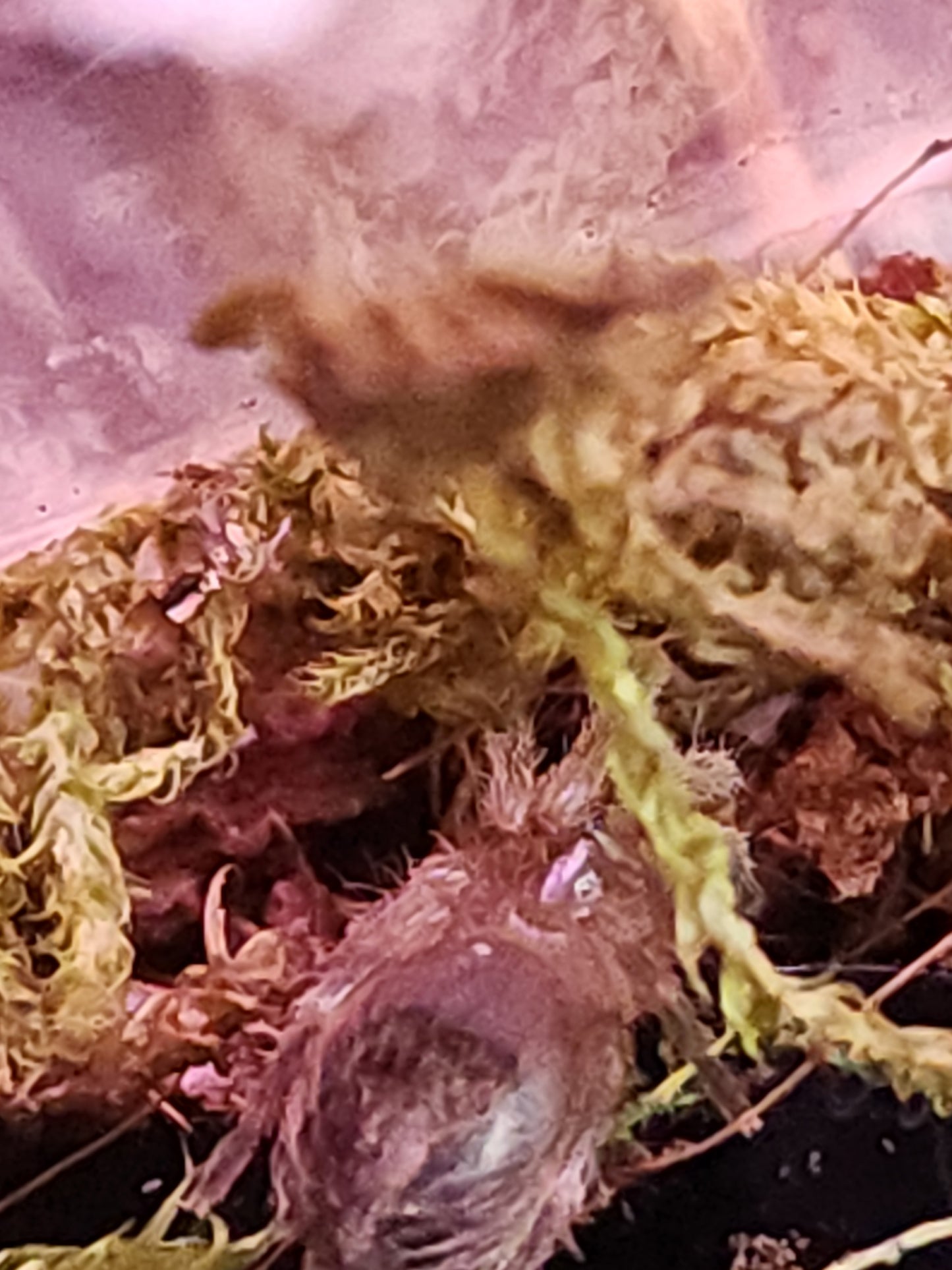 A.geniculata