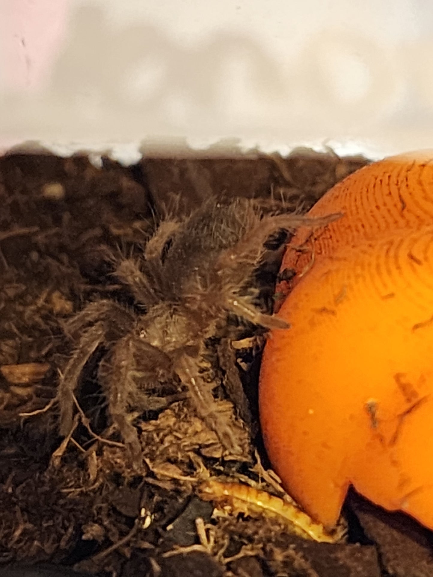 B.hamorii