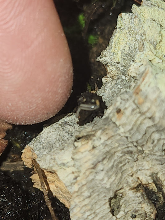 2ct baby Maui Millipedes