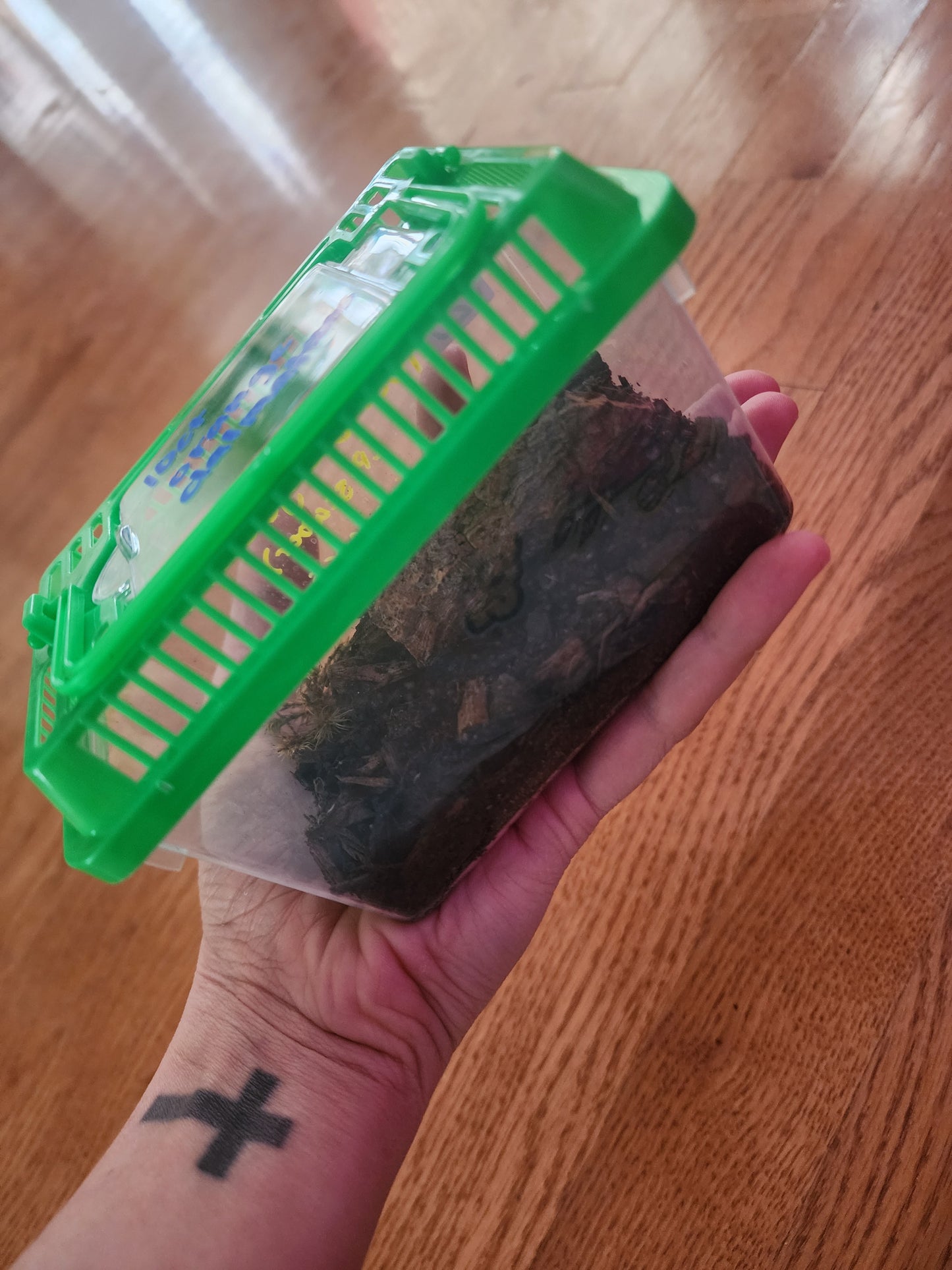 10ct Dalmatian isopods