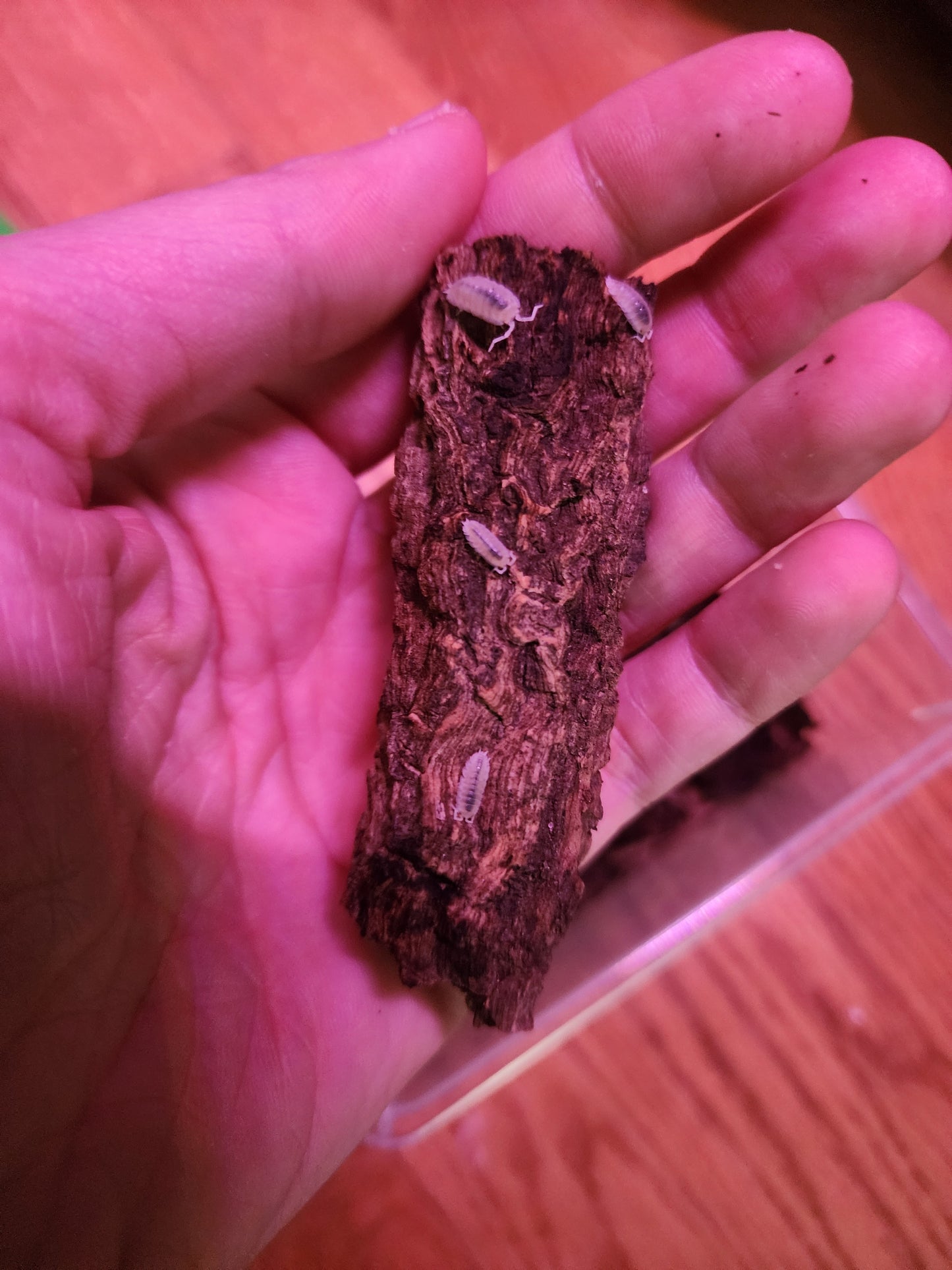 10ct Dalmatian isopods