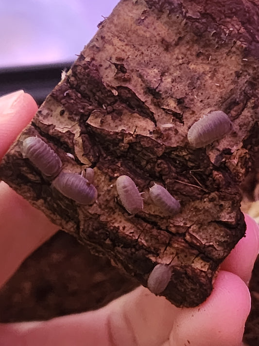 Little Sea isopods 6ct