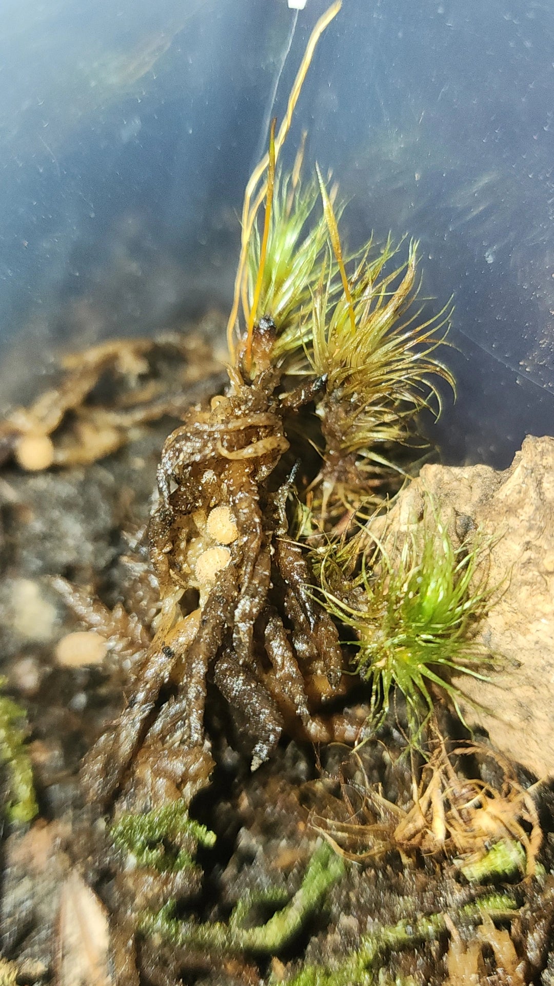 6ct Pineapple Spiky Isopods