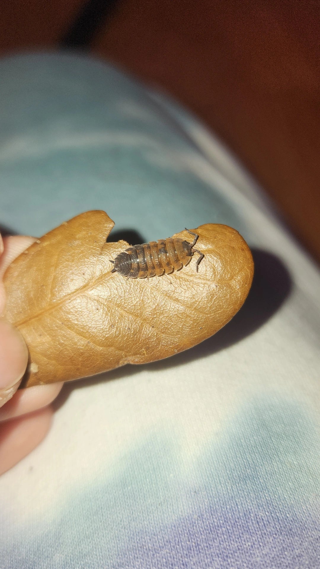 10ct Lava Isopods