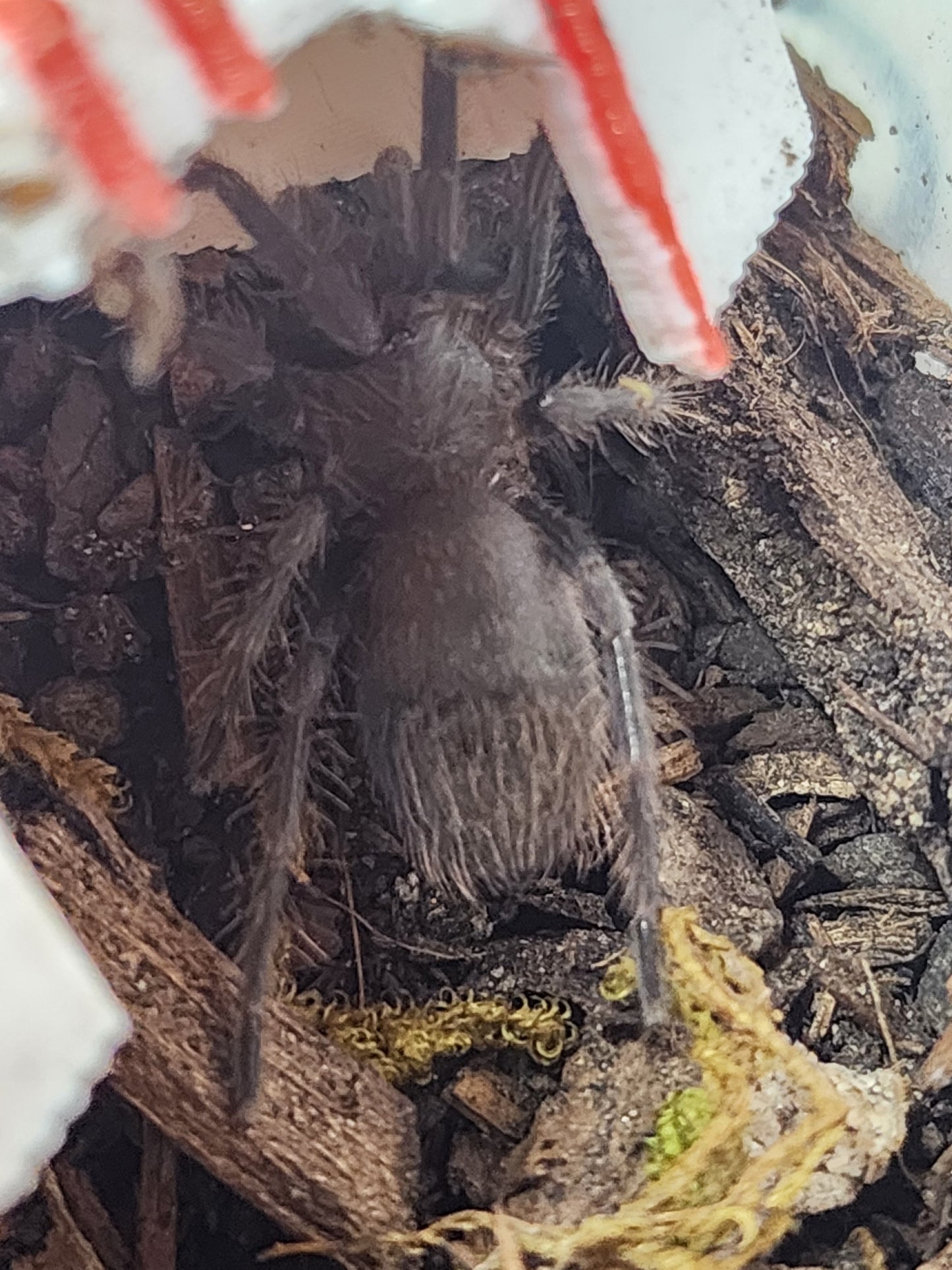 Lasiocyano sazimai 2 "