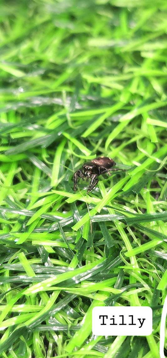 Tilly Phidippus Audax